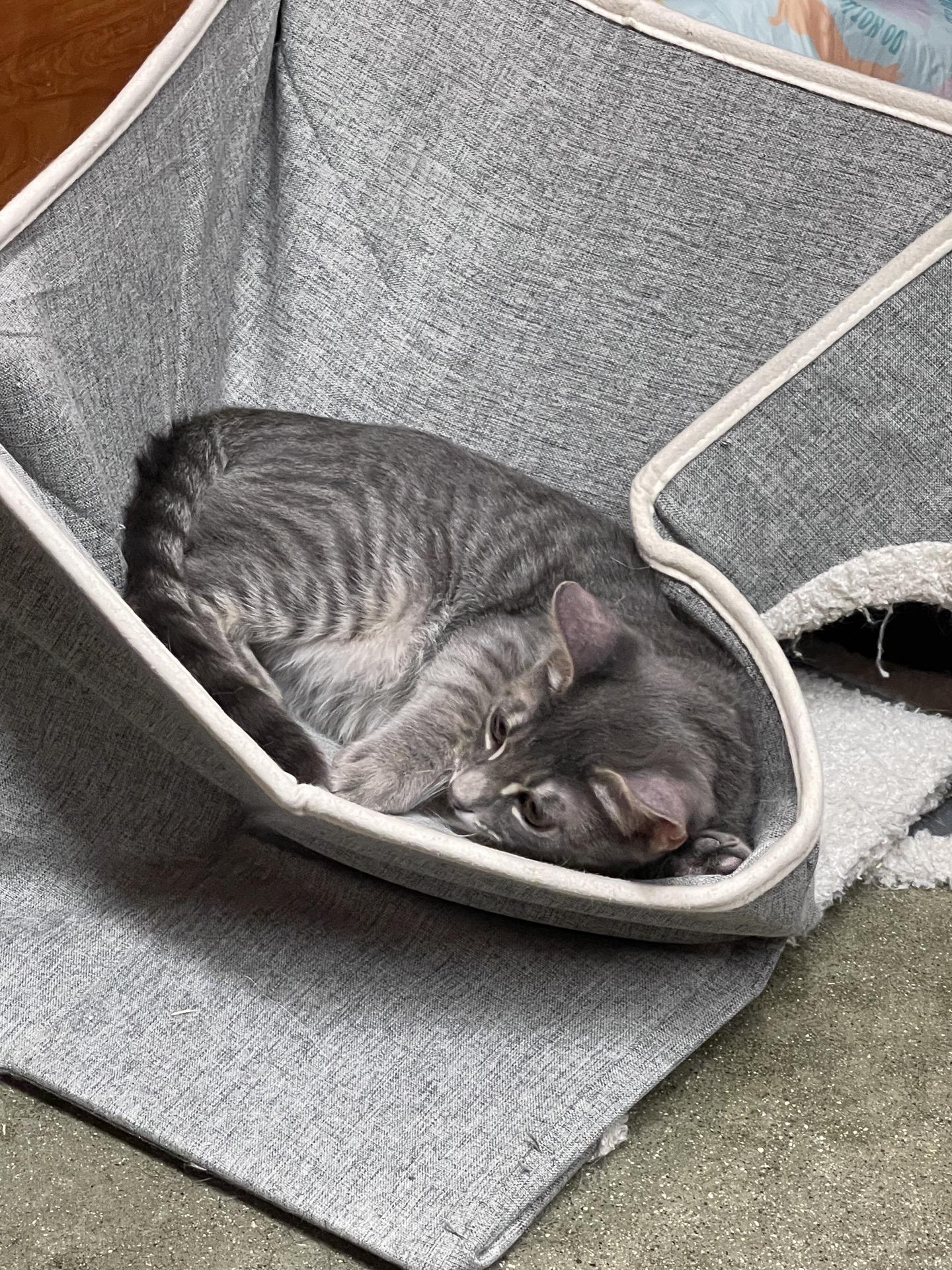 John Dutton, a ADOPTABLE Domestic Short Hair in Covina , CA image 2/4