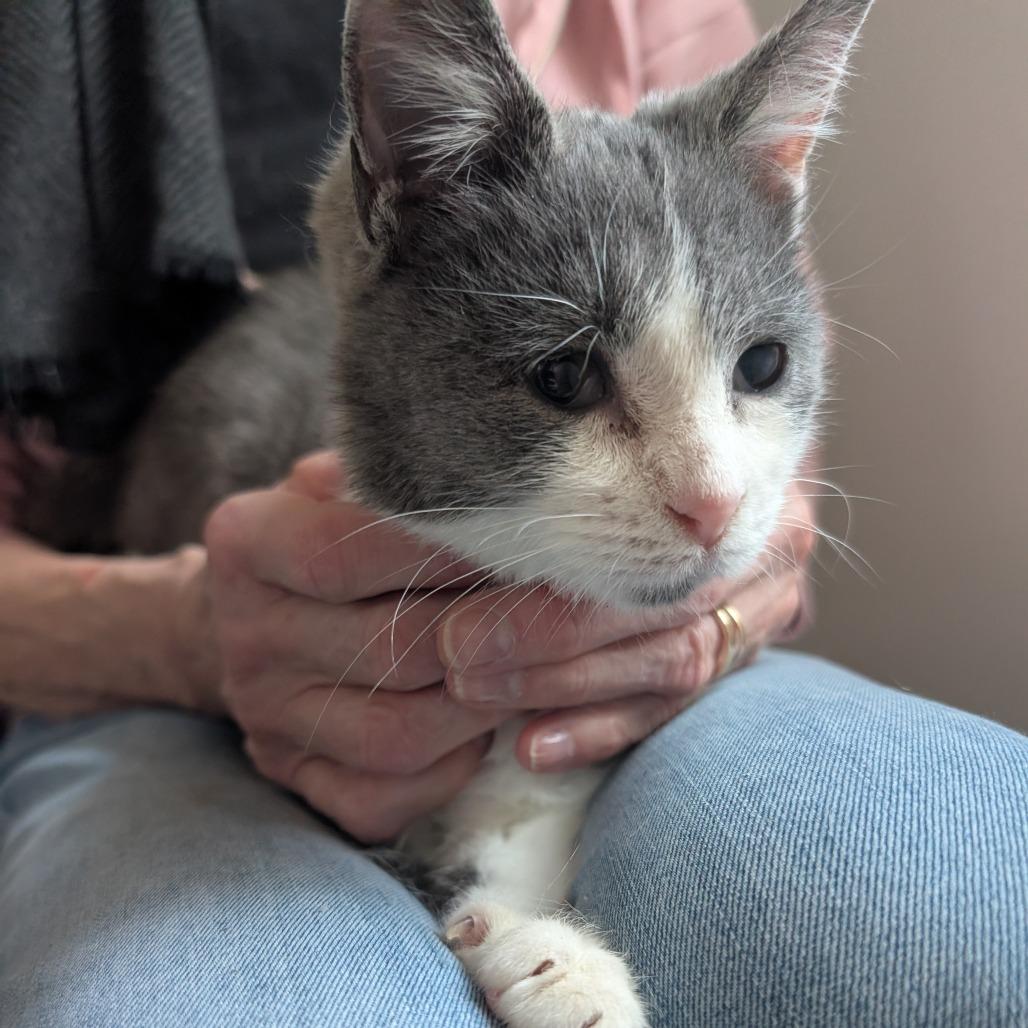 Seraphina, Adoptable, Kitten Female Domestic Short Hair.