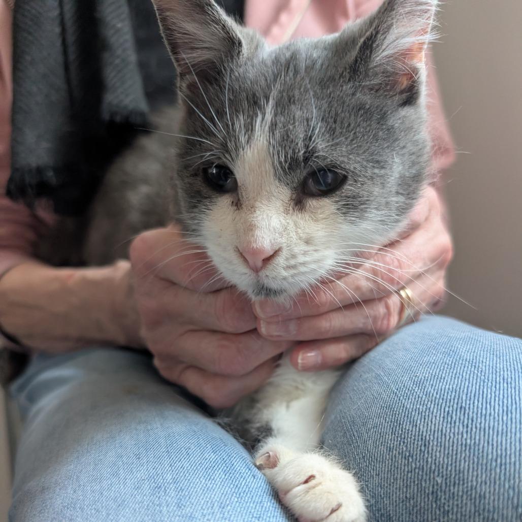 Seraphina, a Adoptable Domestic Short Hair in Blair, WI image 2/5