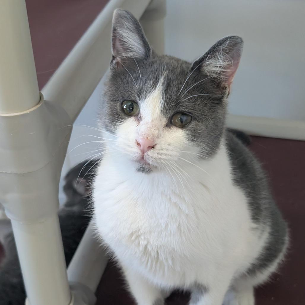 Enlarge Seraphina, a Adoptable Domestic Short Hair in Blair, WI image 4/6