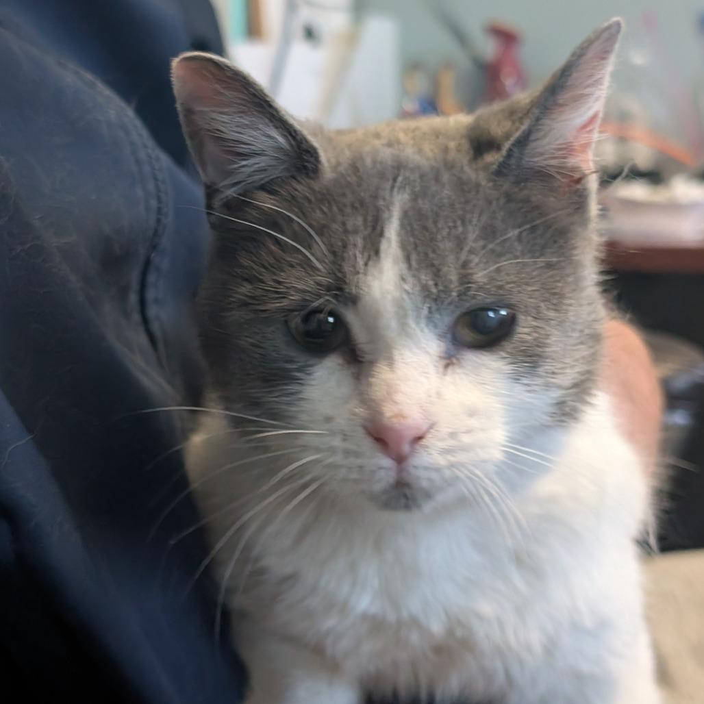 Seraphina, a Adoptable Domestic Short Hair in Blair, WI image 4/5