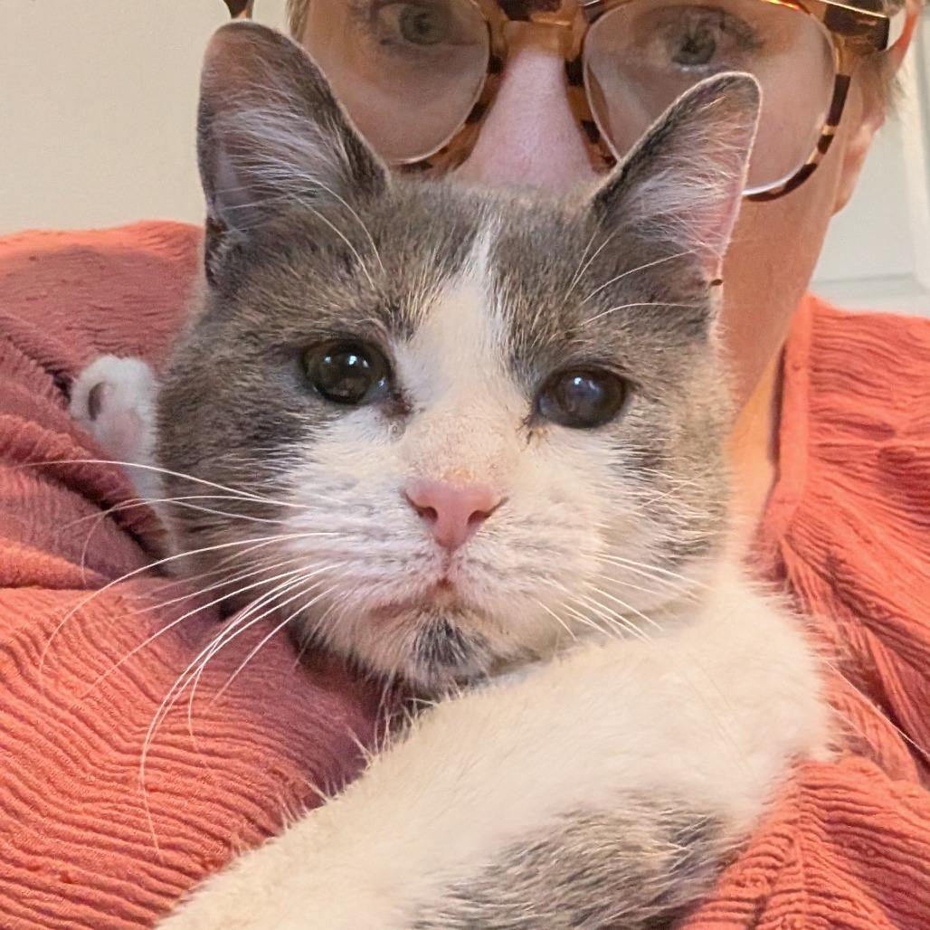 Seraphina, a Adoptable Domestic Short Hair in Blair, WI image 5/5