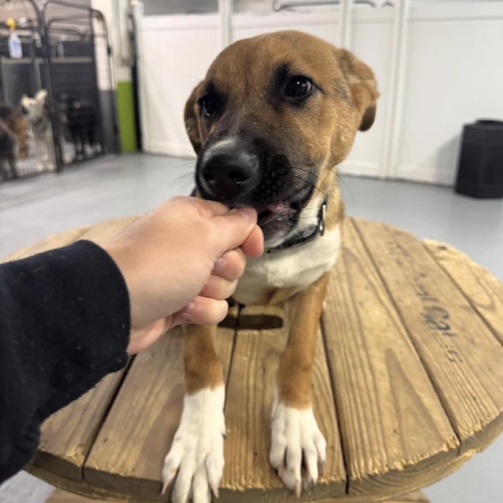 Enlarge Ryan, a Adoptable Mixed Breed in Tacoma, WA image 1/4