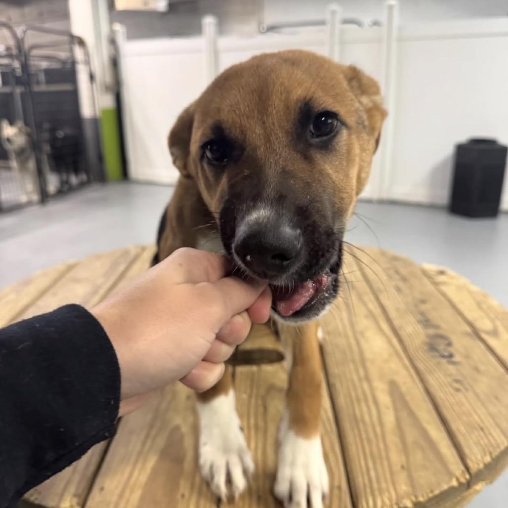 Enlarge Ryan, a Adoptable Mixed Breed in Tacoma, WA image 2/4