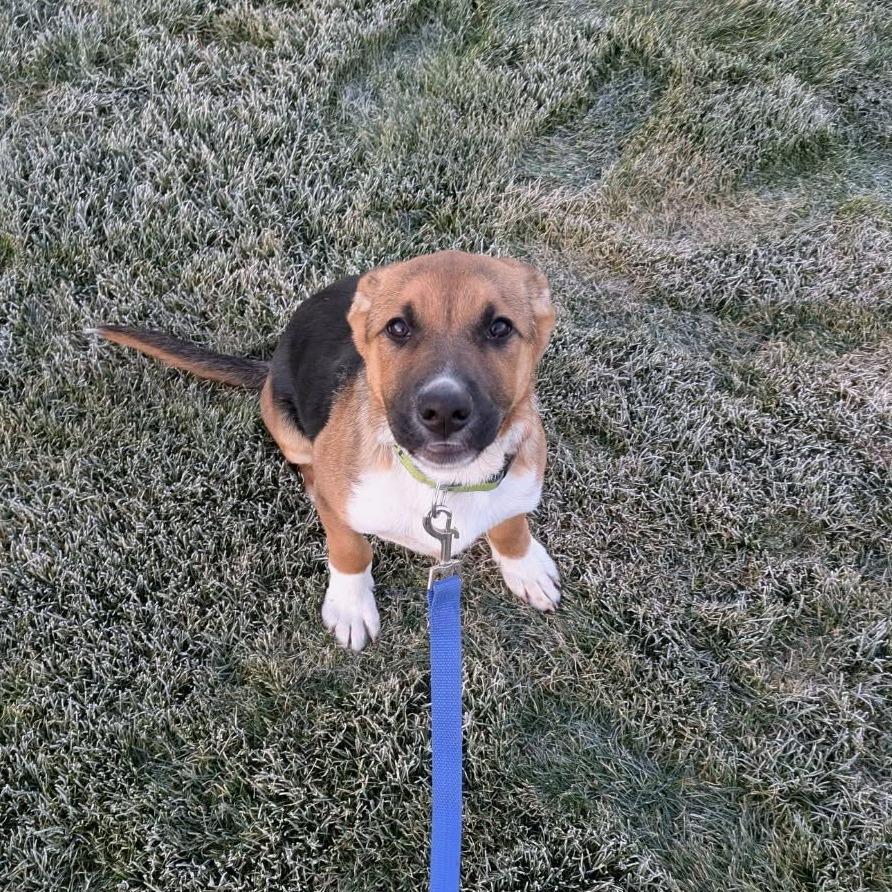 Enlarge Ryan, a Adoptable Mixed Breed in Tacoma, WA image 3/4