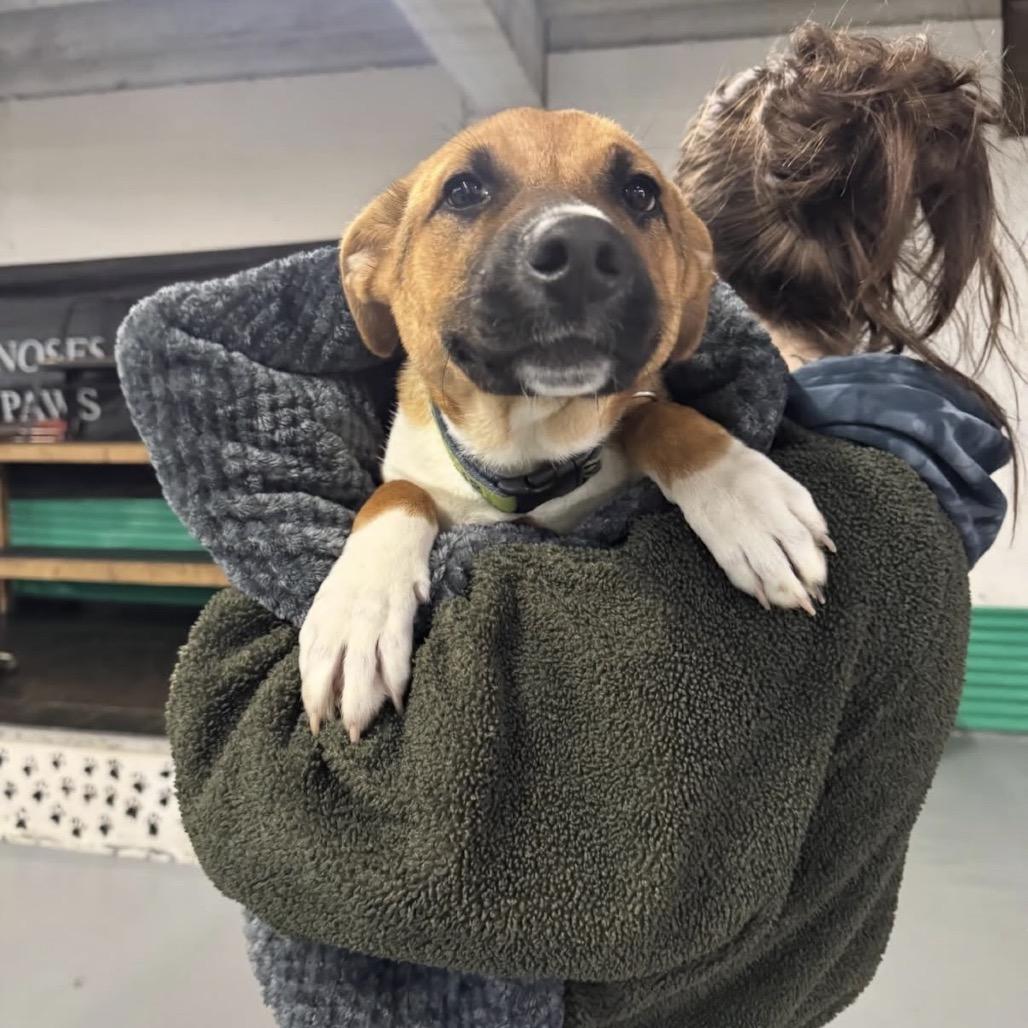 Enlarge Ryan, a Adoptable Mixed Breed in Tacoma, WA image 4/4