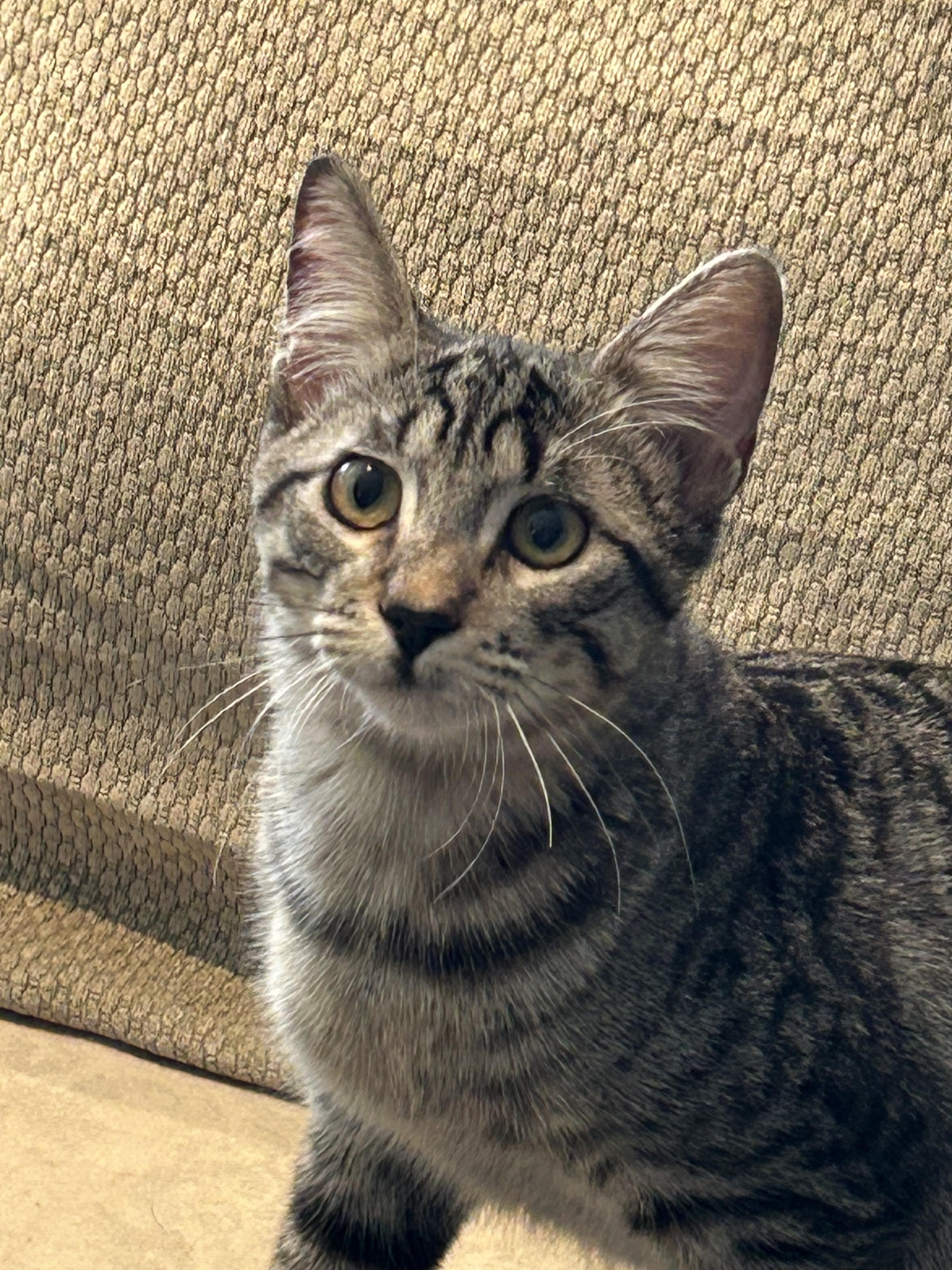 Phoenix (Brother of Xander), a Adoptable Tabby in Houston, TX image 5/7