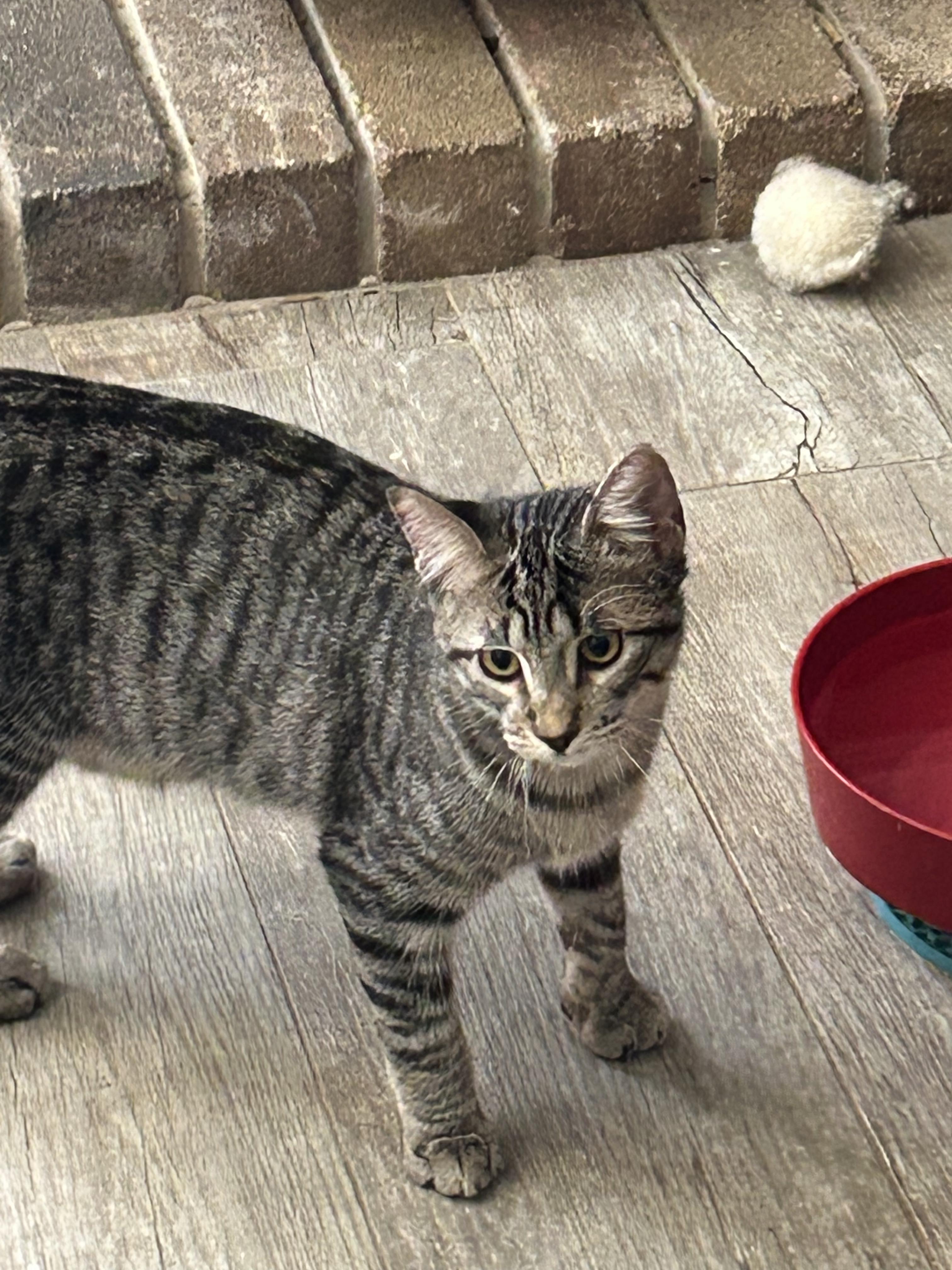 Enlarge Phoenix (Brother of Xander), a Adoptable Tabby in Houston, TX image 7/7