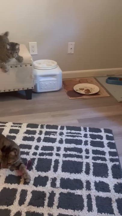 Enlarge Phoenix (Brother of Xander), a Adoptable Tabby in Houston, TX video 3/7