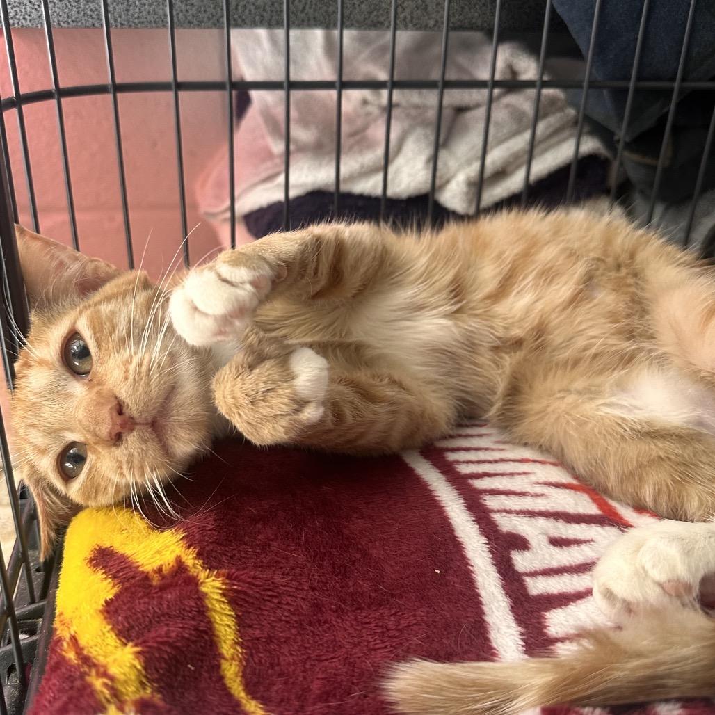 Enlarge Kent, a Adoptable Domestic Short Hair in Rocky Mount, VA image 1/2
