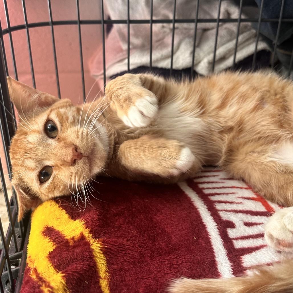 Enlarge Kent, a Adoptable Domestic Short Hair in Rocky Mount, VA image 2/2