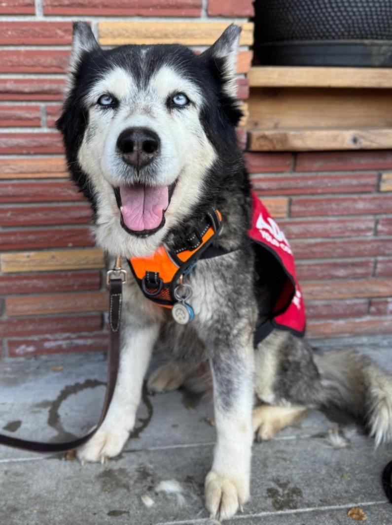 *ELAINE, Adoptable, Senior Female Siberian Husky.