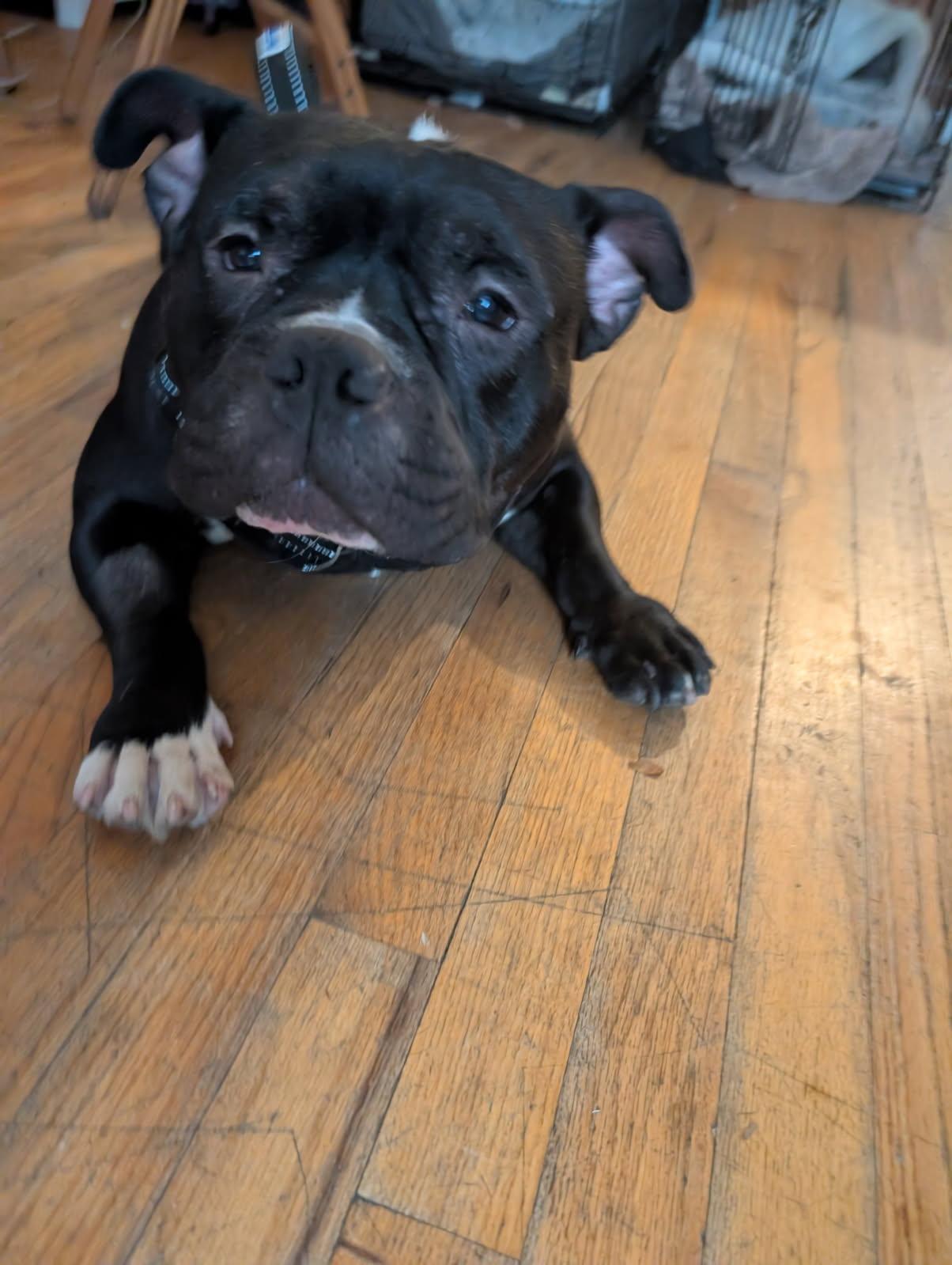 Enlarge SQUAT, a ADOPTABLE mixed breed in East Moriches, NY image 3/5