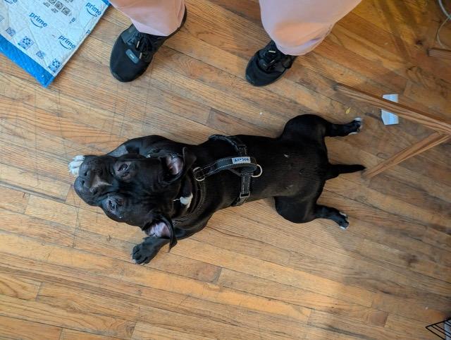 Enlarge SQUAT, a ADOPTABLE mixed breed in East Moriches, NY image 1/5