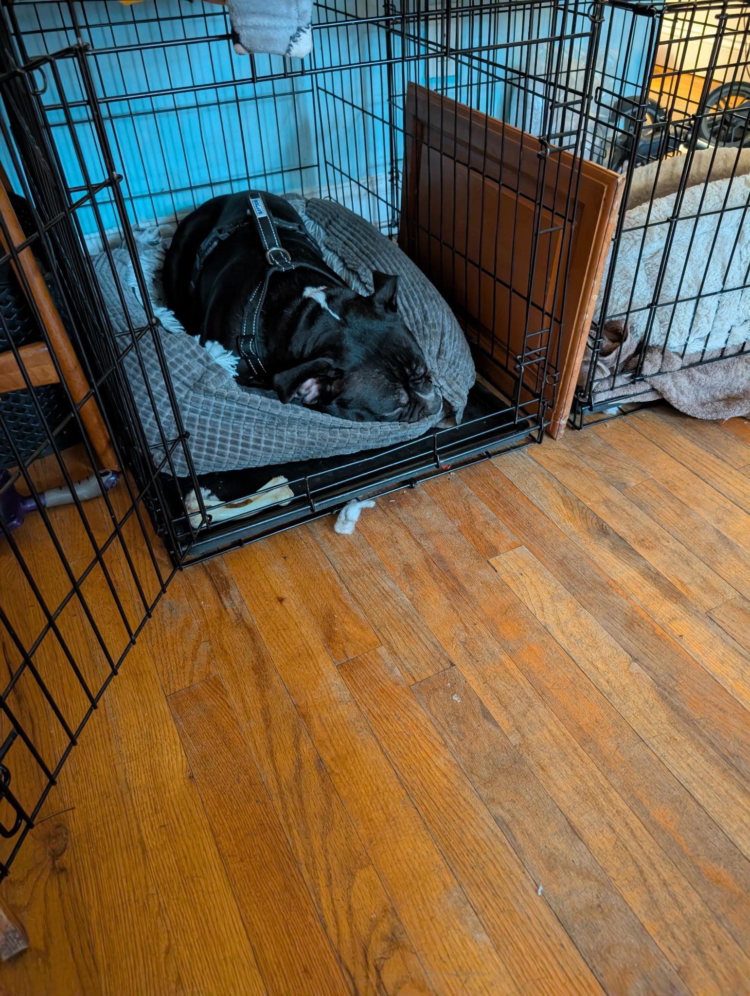 Enlarge SQUAT, a ADOPTABLE mixed breed in East Moriches, NY image 2/5