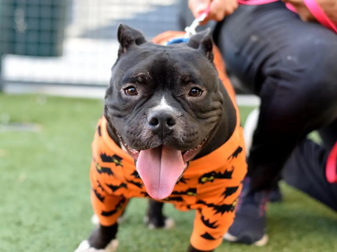 SQUAT, ADOPTABLE, Young Male French Bulldog.