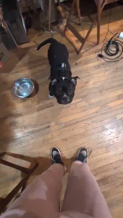 Enlarge SQUAT, a ADOPTABLE mixed breed in East Moriches, NY video 4/5
