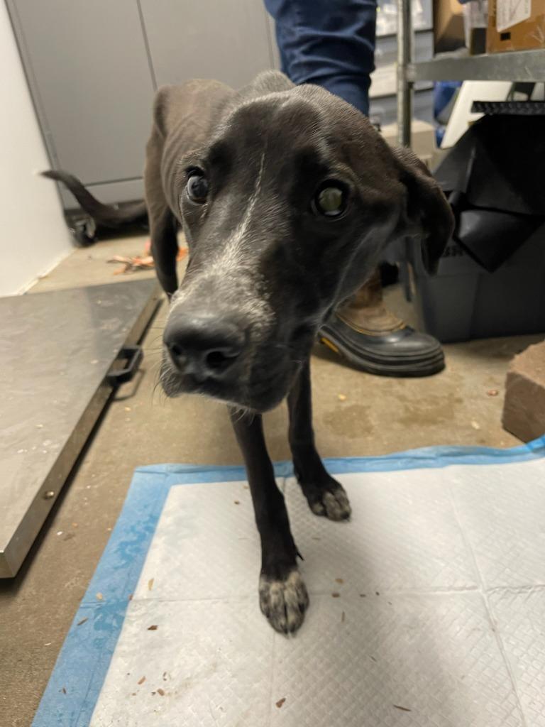 Nelly (Lilly), Adoptable, Young Female Mixed Breed.