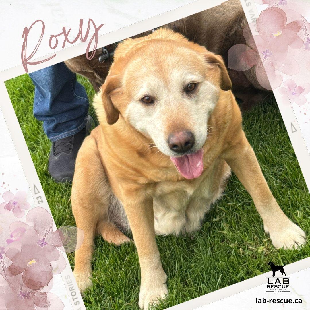 Roxy, ADOPTABLE, Senior Female Labrador Retriever.
