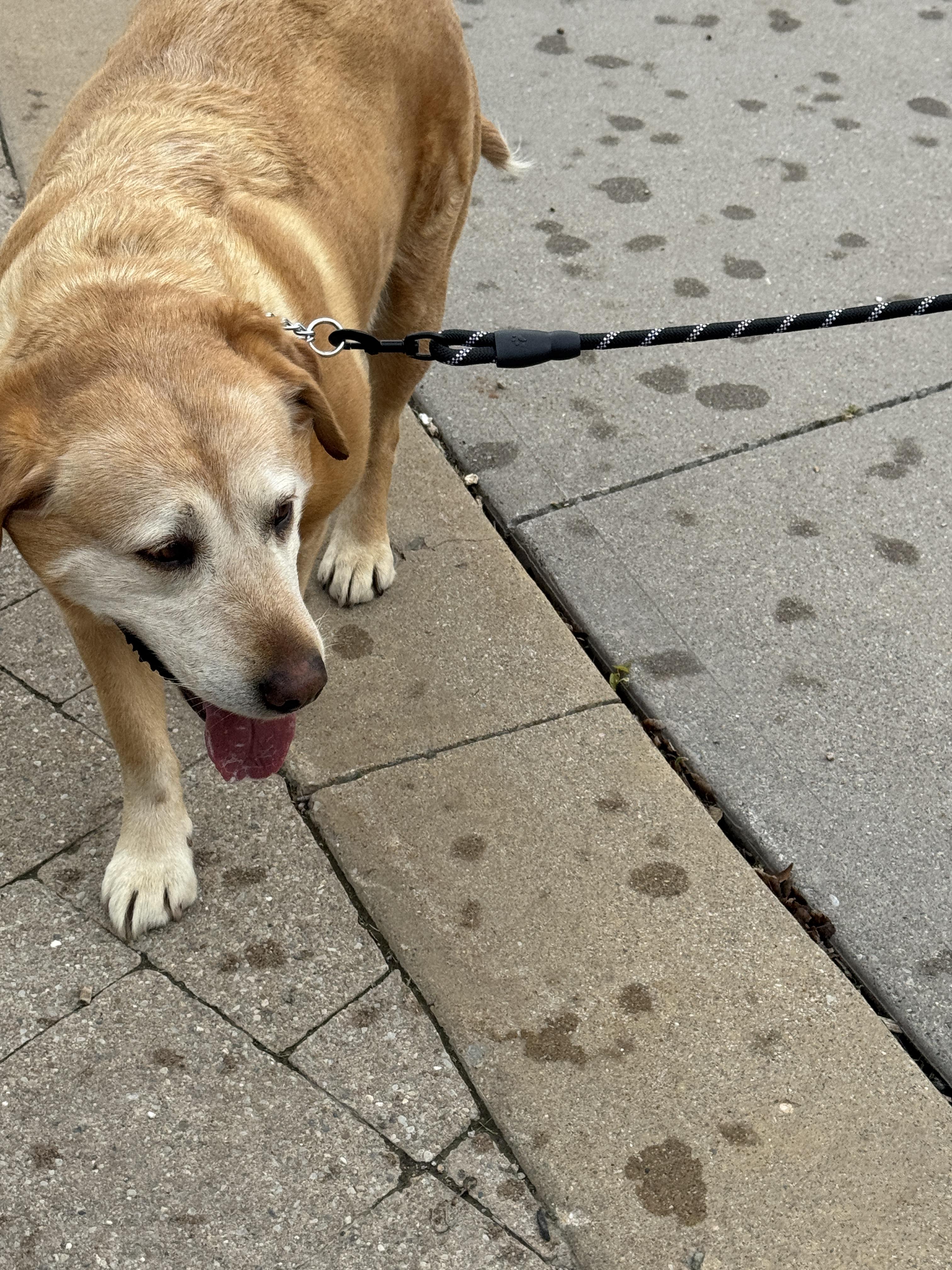 Roxy, a ADOPTABLE Labrador Retriever in Oakville, ON image 2/2