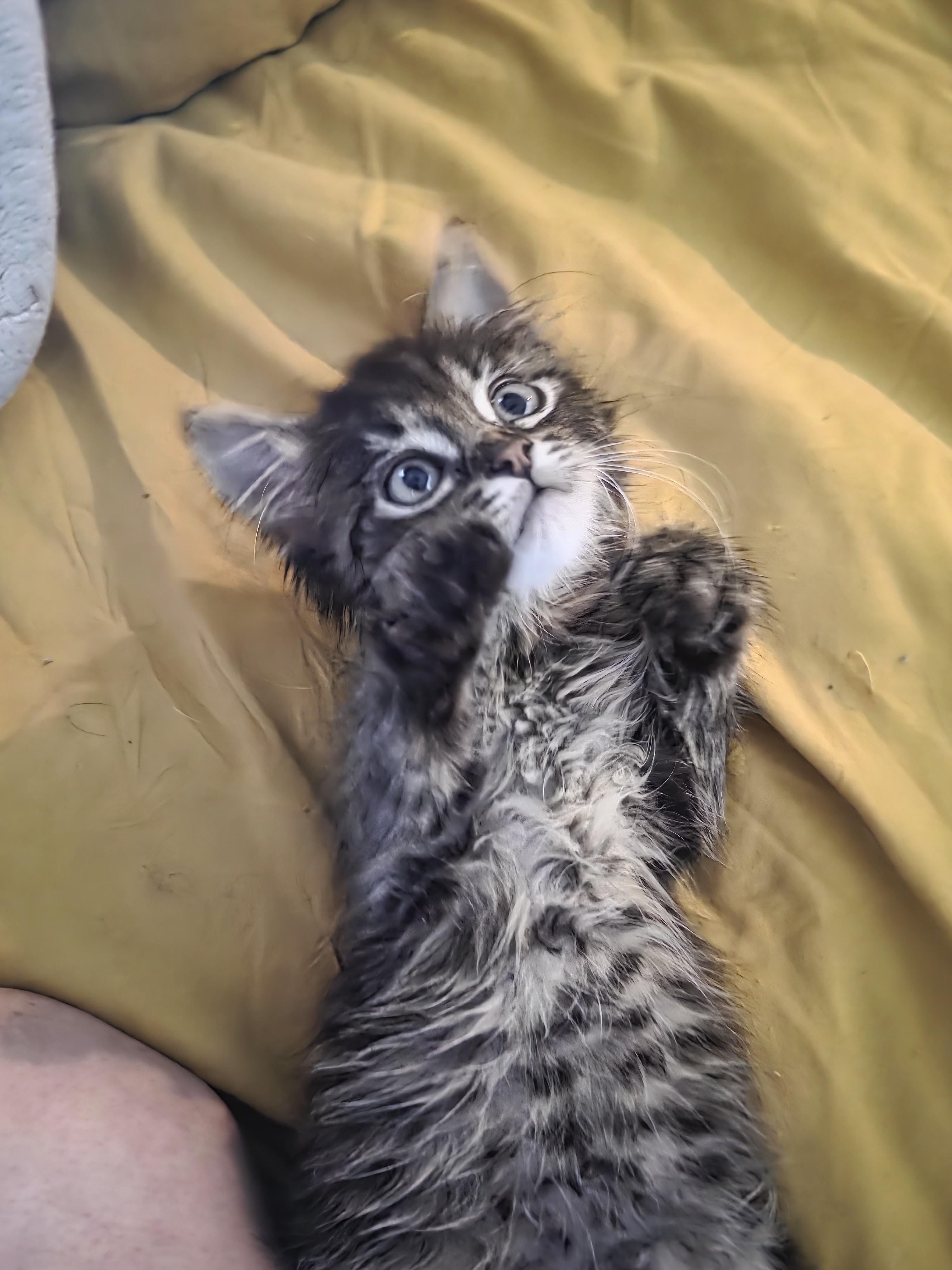 Matthew FFC00317, adopted, Kitten Male Tabby & Domestic Long Hair.