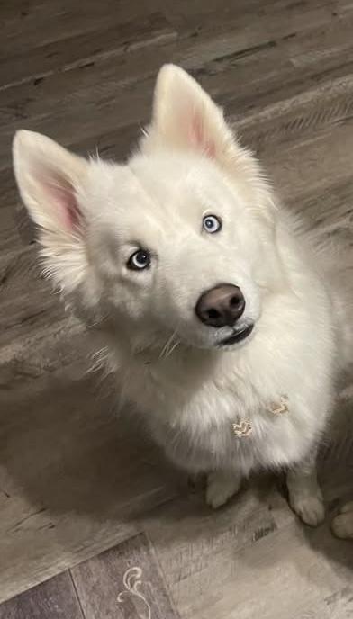 Max, Adoptable, Adult Male Husky.