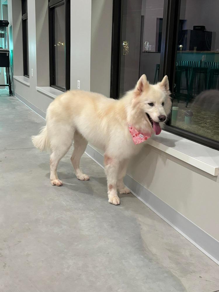 Enlarge Max, a Adoptable Husky in Alden, NY image 5/5