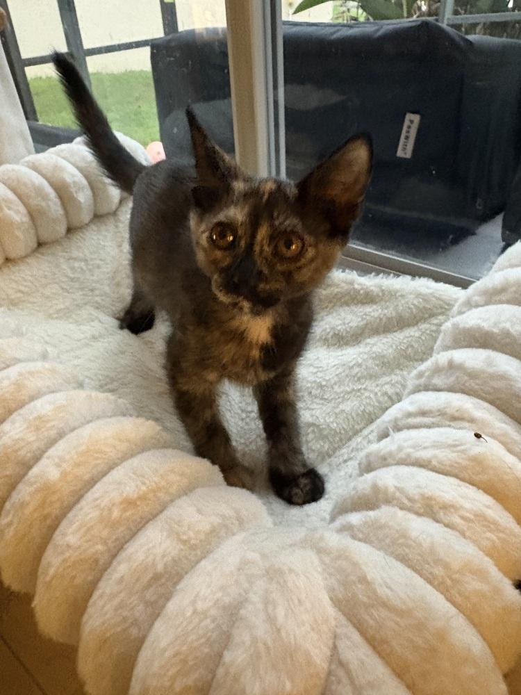Abigail, Adoptable, Kitten Female Domestic Short Hair & Domestic Short Hair.