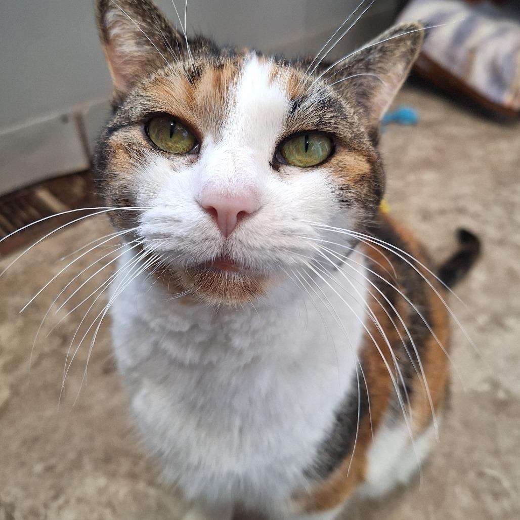 Enlarge Aurora, a Adoptable Domestic Short Hair in Attica, NY image 2/2