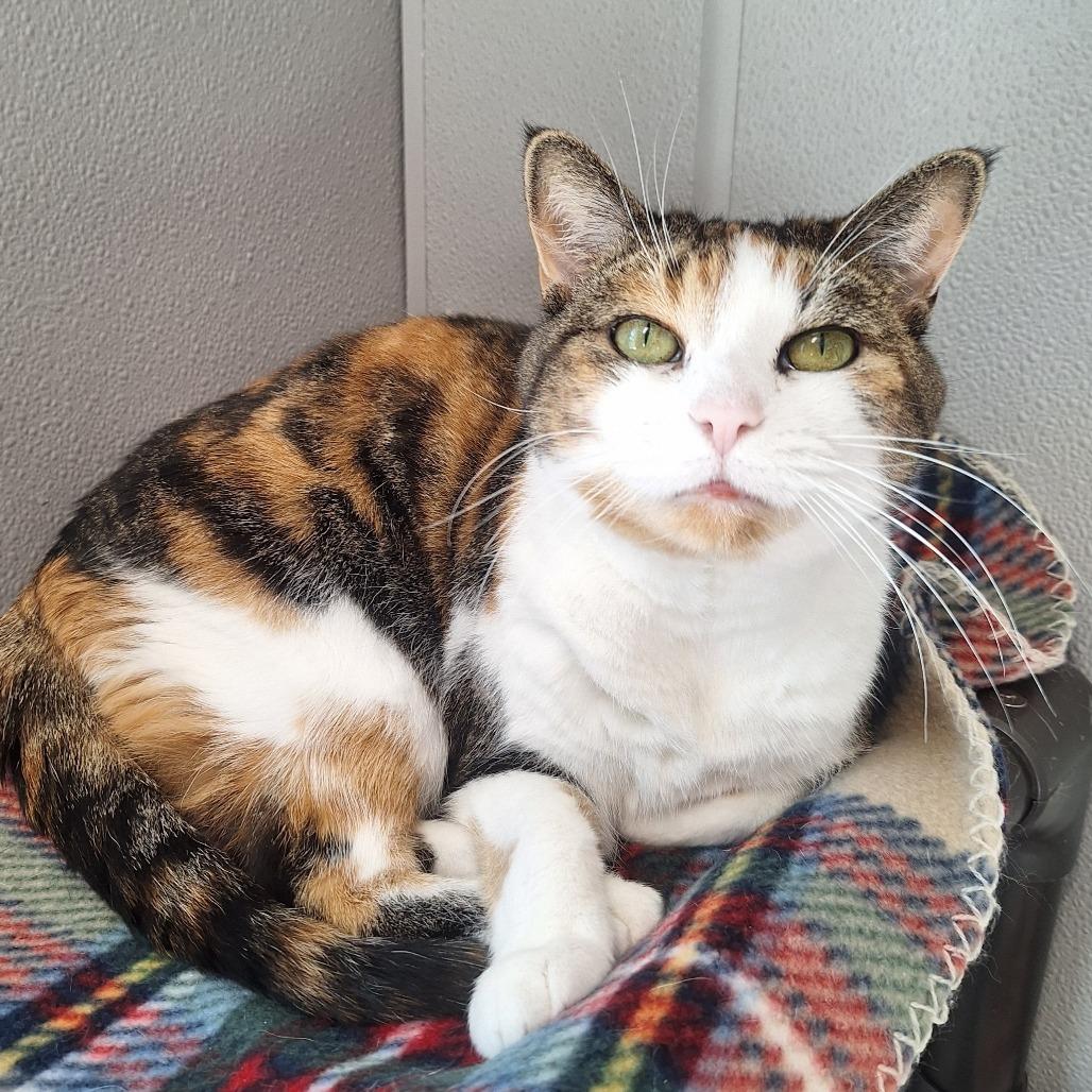 Aurora, a Adoptable Domestic Short Hair in Attica, NY image 3/3