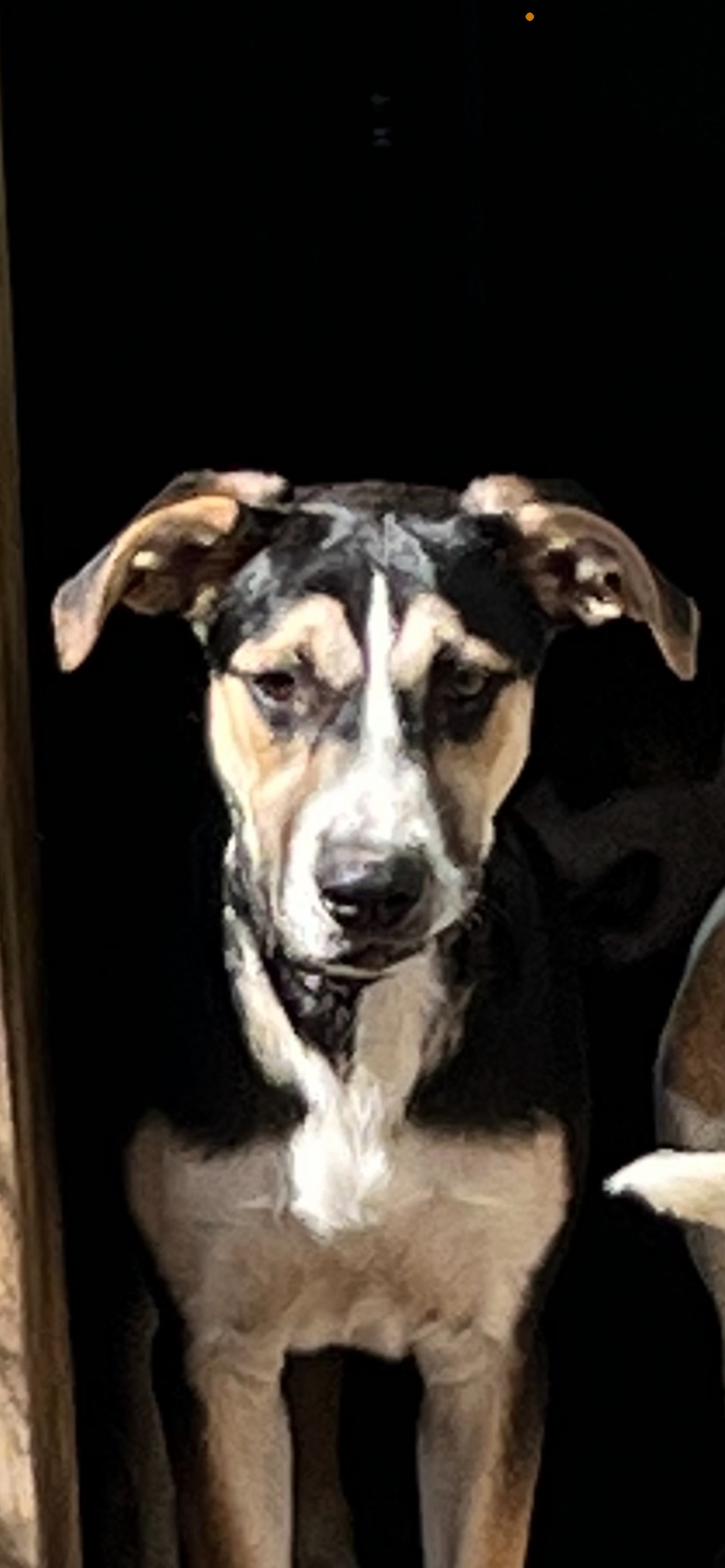 Enlarge Bowser, a Adoptable mixed breed in Magnolia, TX image 1/1