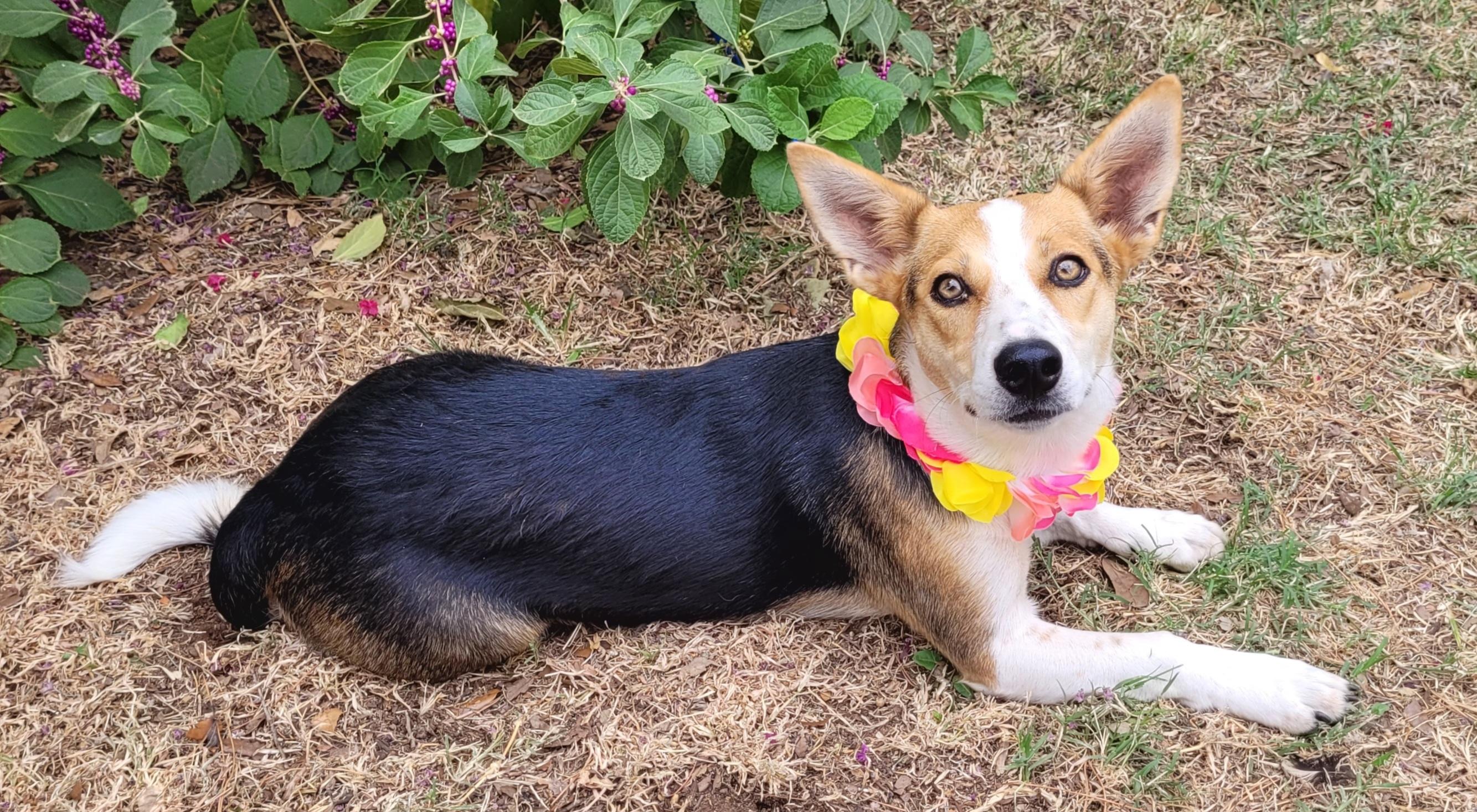 Enlarge Jolene, a Adoptable mixed breed in Vernon, TX image 3/3