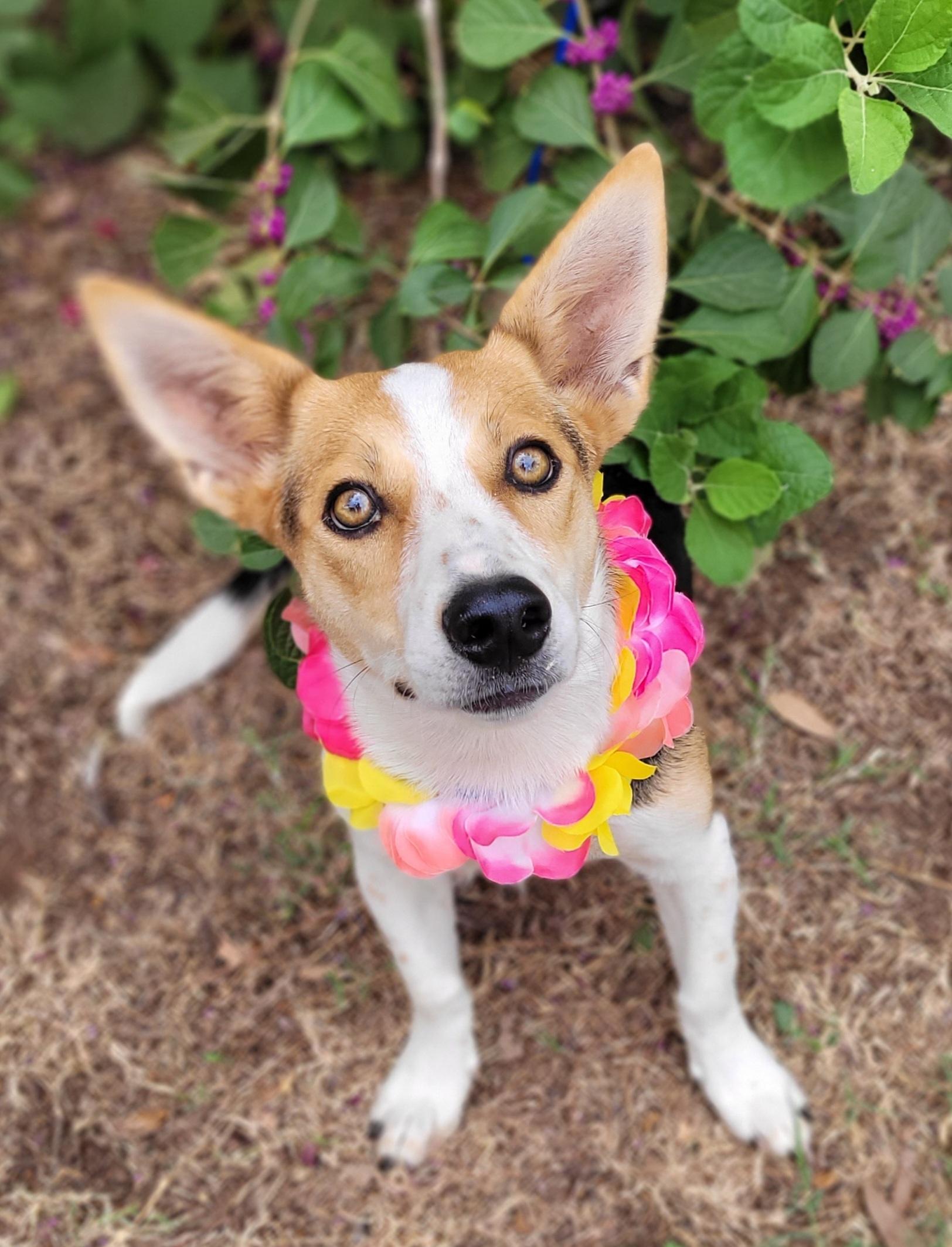 Enlarge Jolene, a Adoptable mixed breed in Vernon, TX image 2/3