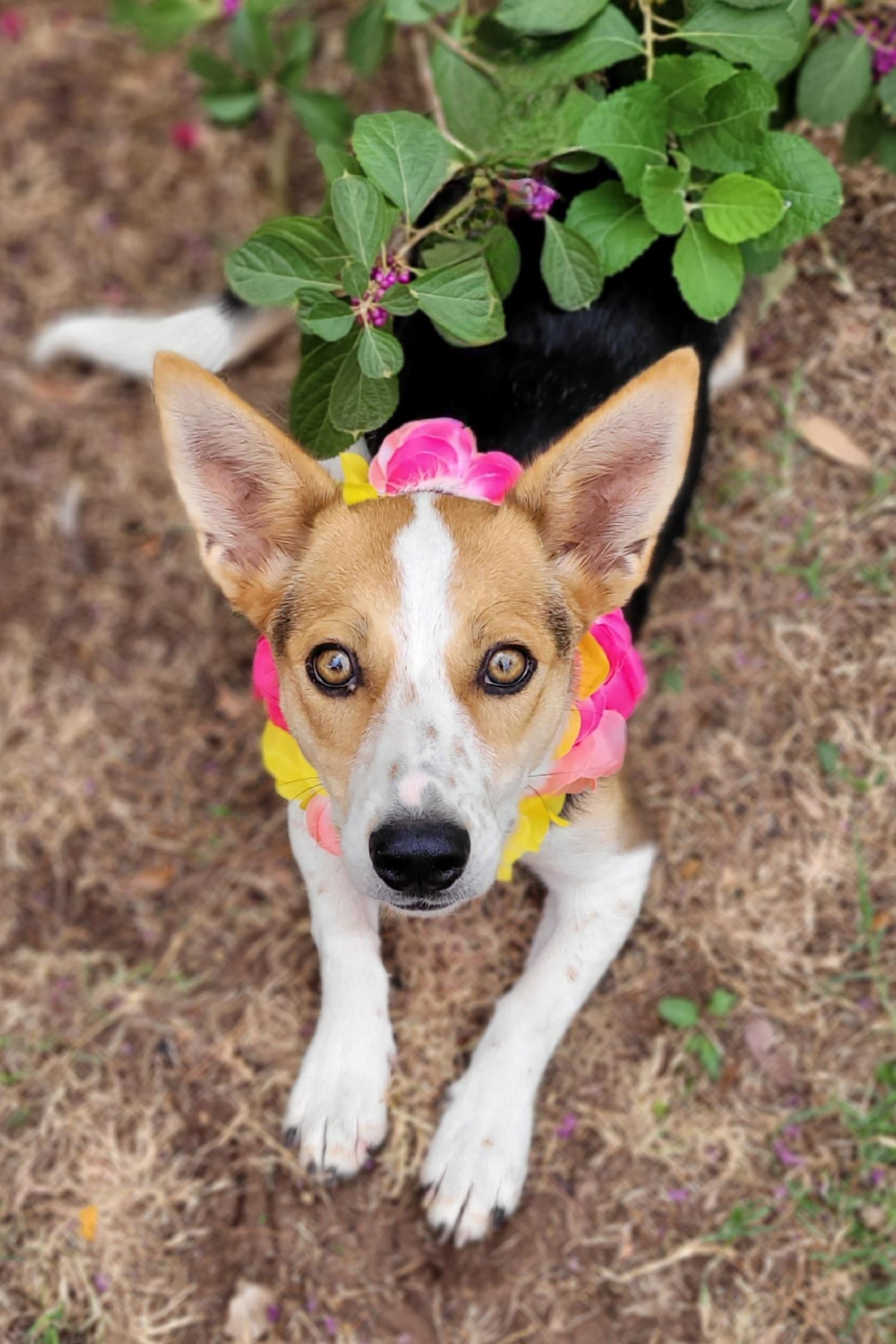 Enlarge Jolene, a Adoptable mixed breed in Vernon, TX image 1/3