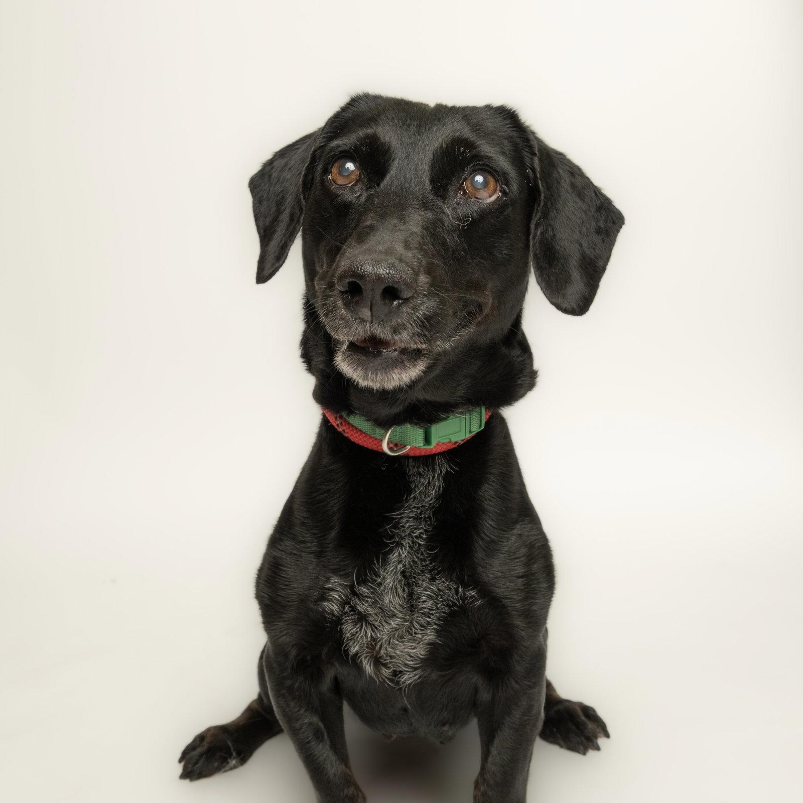 Enlarge Pixie, a Adopted Dachshund in Richardson, TX image 1/1