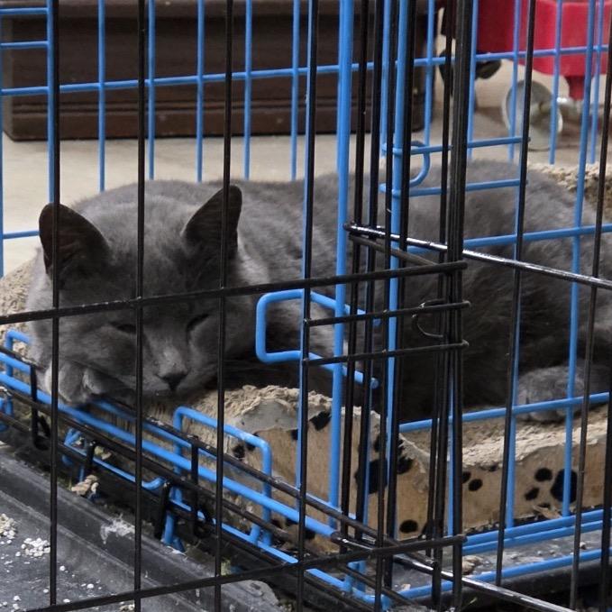 Buddy (Haugen) — thumbnail 2