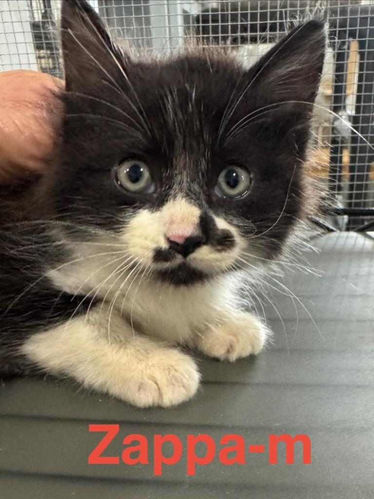 Zappa 26, Adoptable, Kitten Male Tuxedo & Domestic Long Hair.