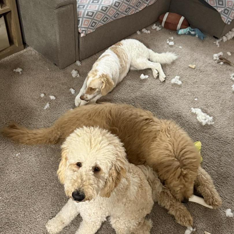 Petunia, Adoptable, Young Female Standard Poodle & Golden Retriever.