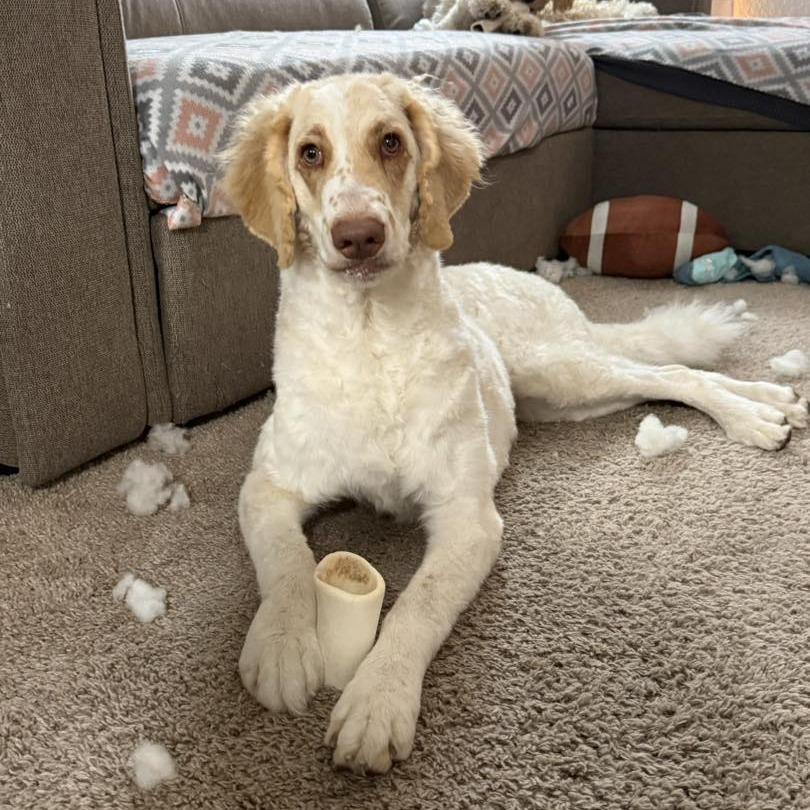 Enlarge Petunia, a Adoptable mixed breed in Sarasota, FL image 2/6