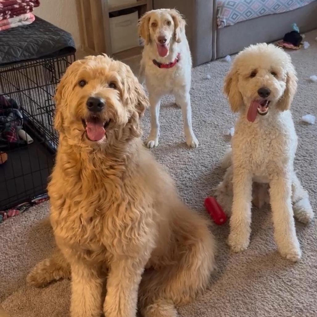 Enlarge Petunia, a Adoptable mixed breed in Sarasota, FL image 3/6