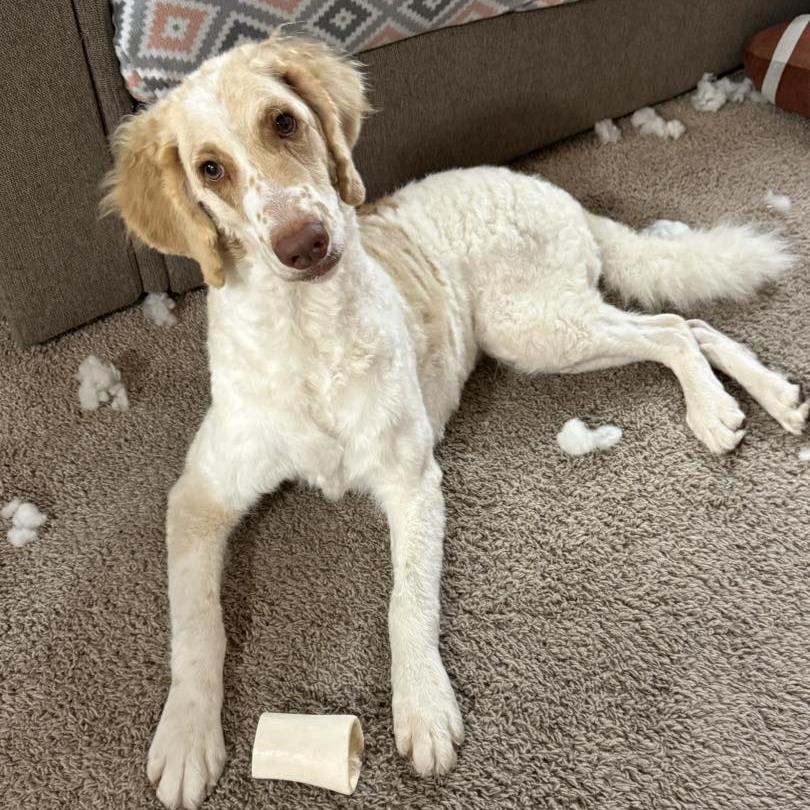 Enlarge Petunia, a Adoptable mixed breed in Sarasota, FL image 4/6