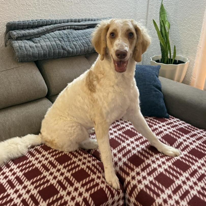 Enlarge Petunia, a Adoptable mixed breed in Sarasota, FL image 5/6