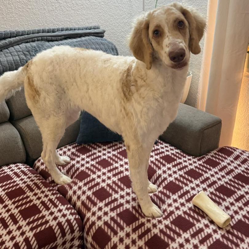 Enlarge Petunia, a Adoptable mixed breed in Sarasota, FL image 6/6