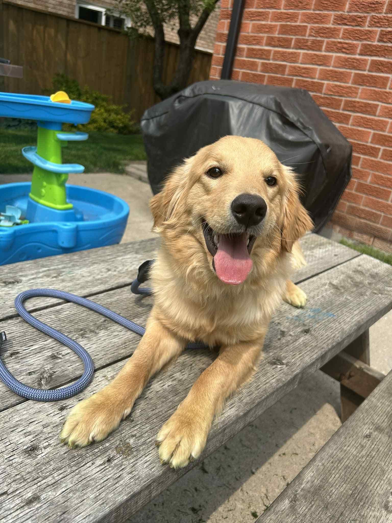 CHARLIE, Young Male Golden Retriever