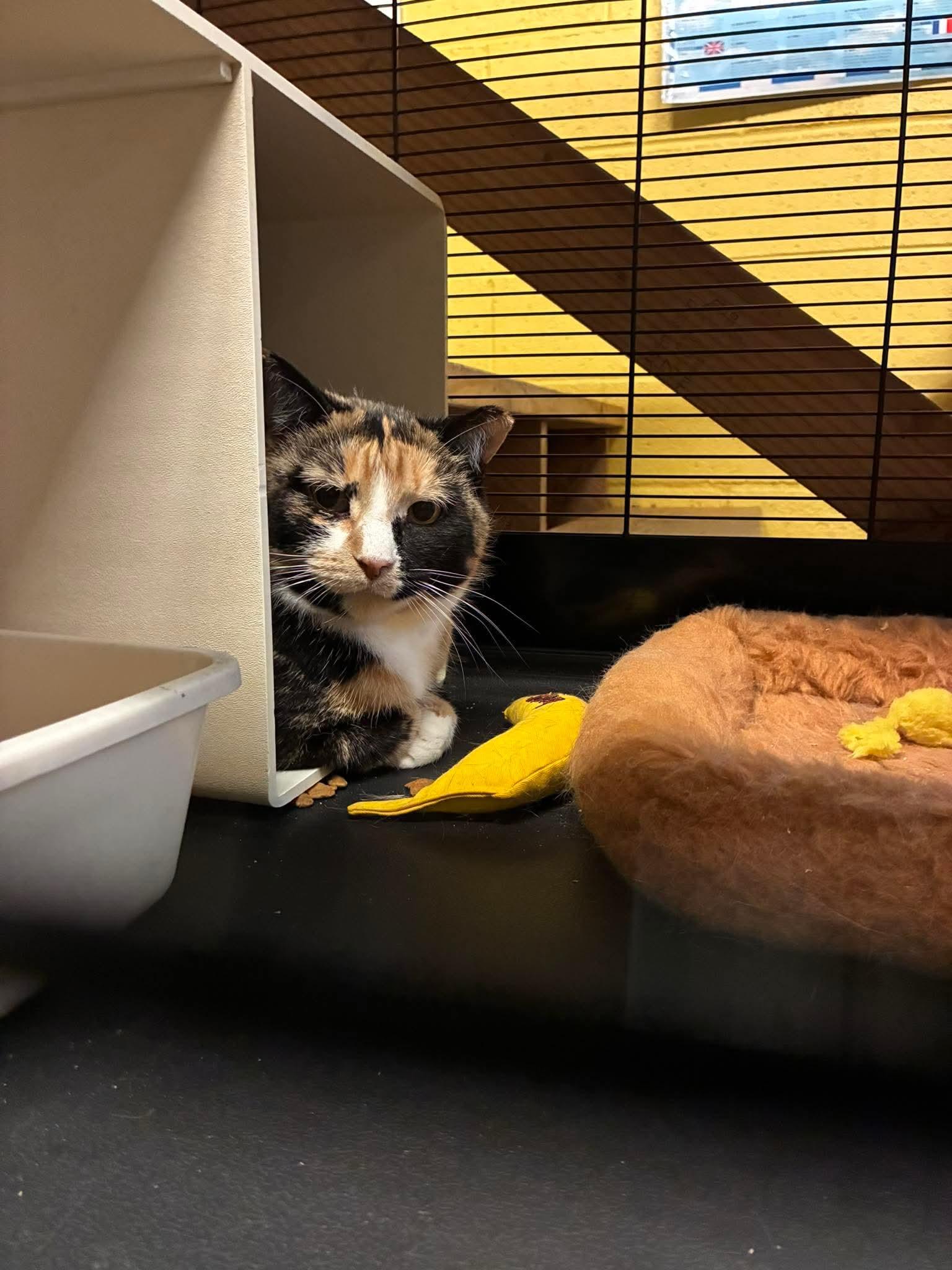 Valentina- semi feral mama, needs a chance!, Adoptable, Adult Female Domestic Short Hair.