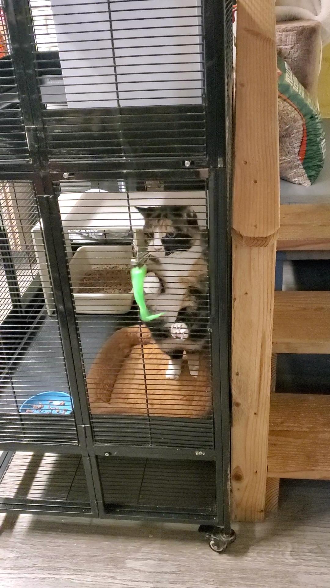 Valentina- semi feral mama, needs a chance!, a Adoptable Domestic Short Hair in Lake Hopatcong, NJ image 2/4