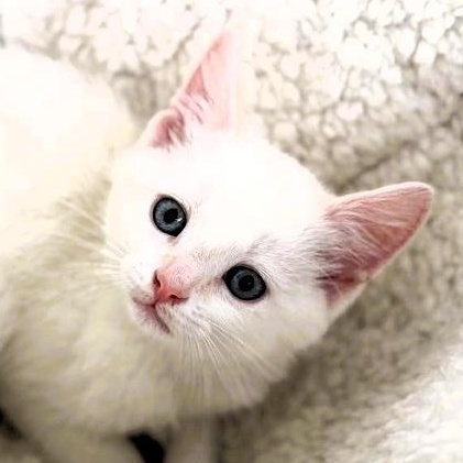 Willow