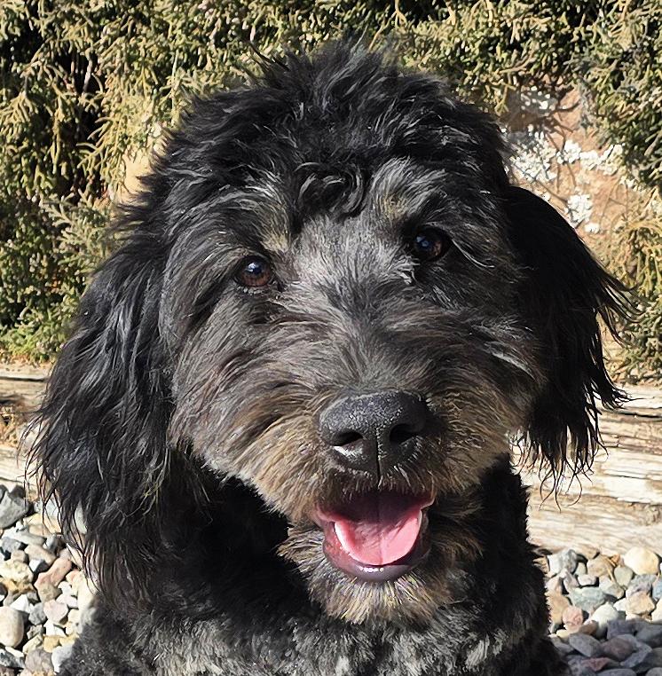 Enlarge Tantalizing Ms Tortellini = DARLING Bonded Pair of Doodles !, an adopted Aussiedoodle in Albuquerque, NM image 1/5
