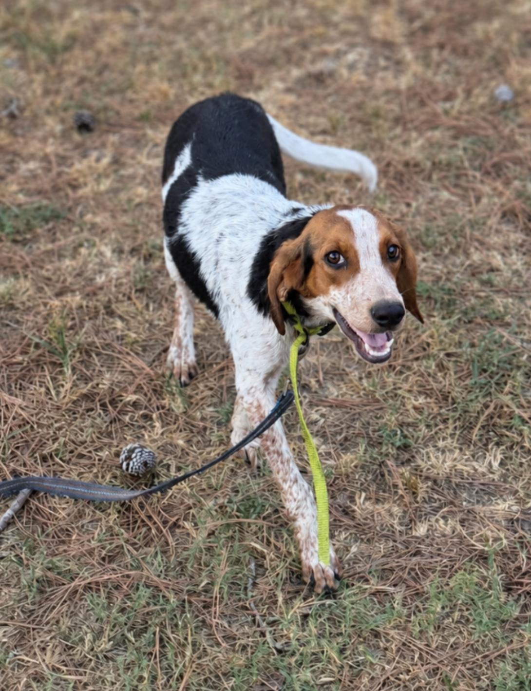 Ella Langley, Adoptable, Young Female Treeing Walker Coonhound.