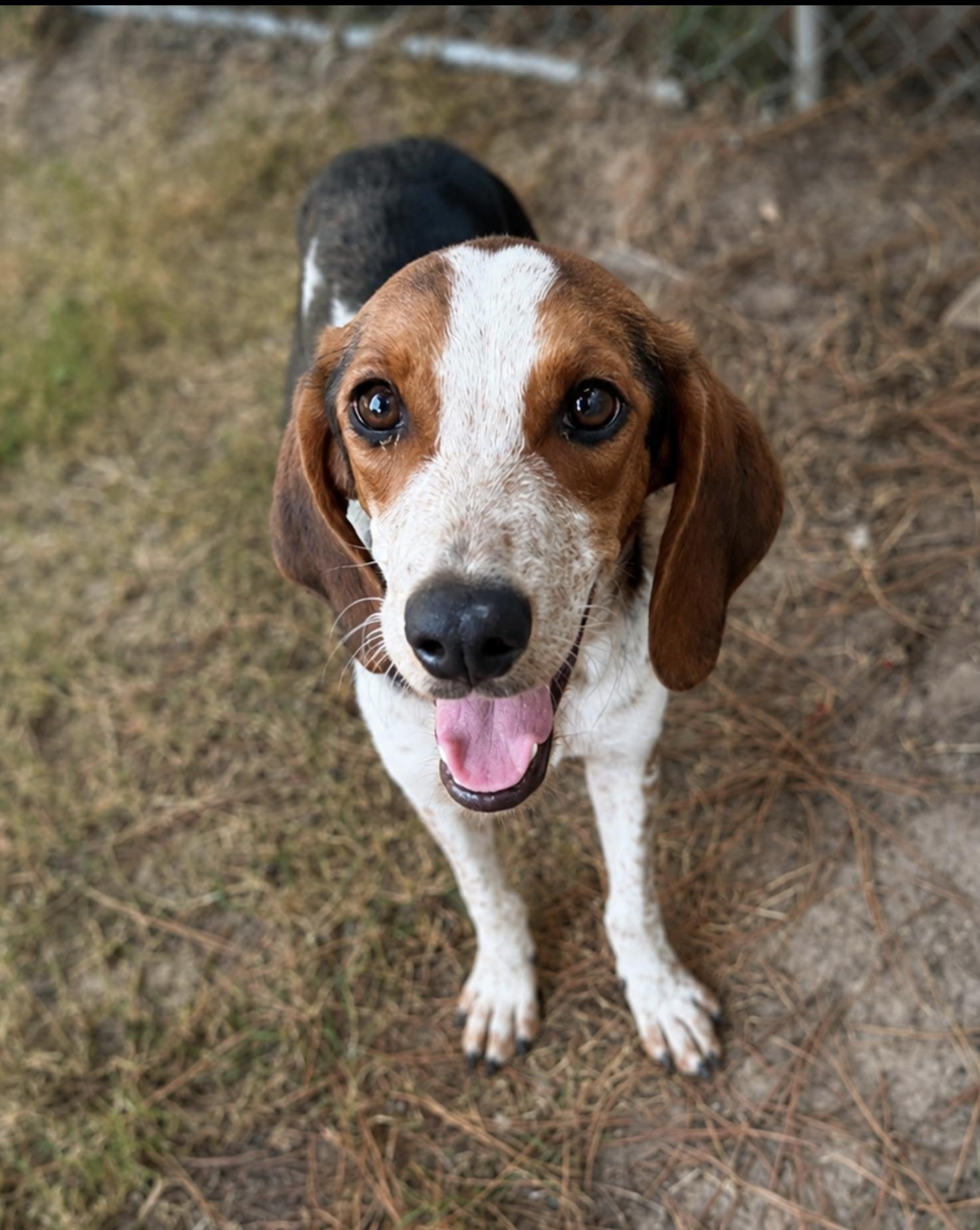 Enlarge Ella Langley, a Adoptable mixed breed in TULSA, OK image 1/1